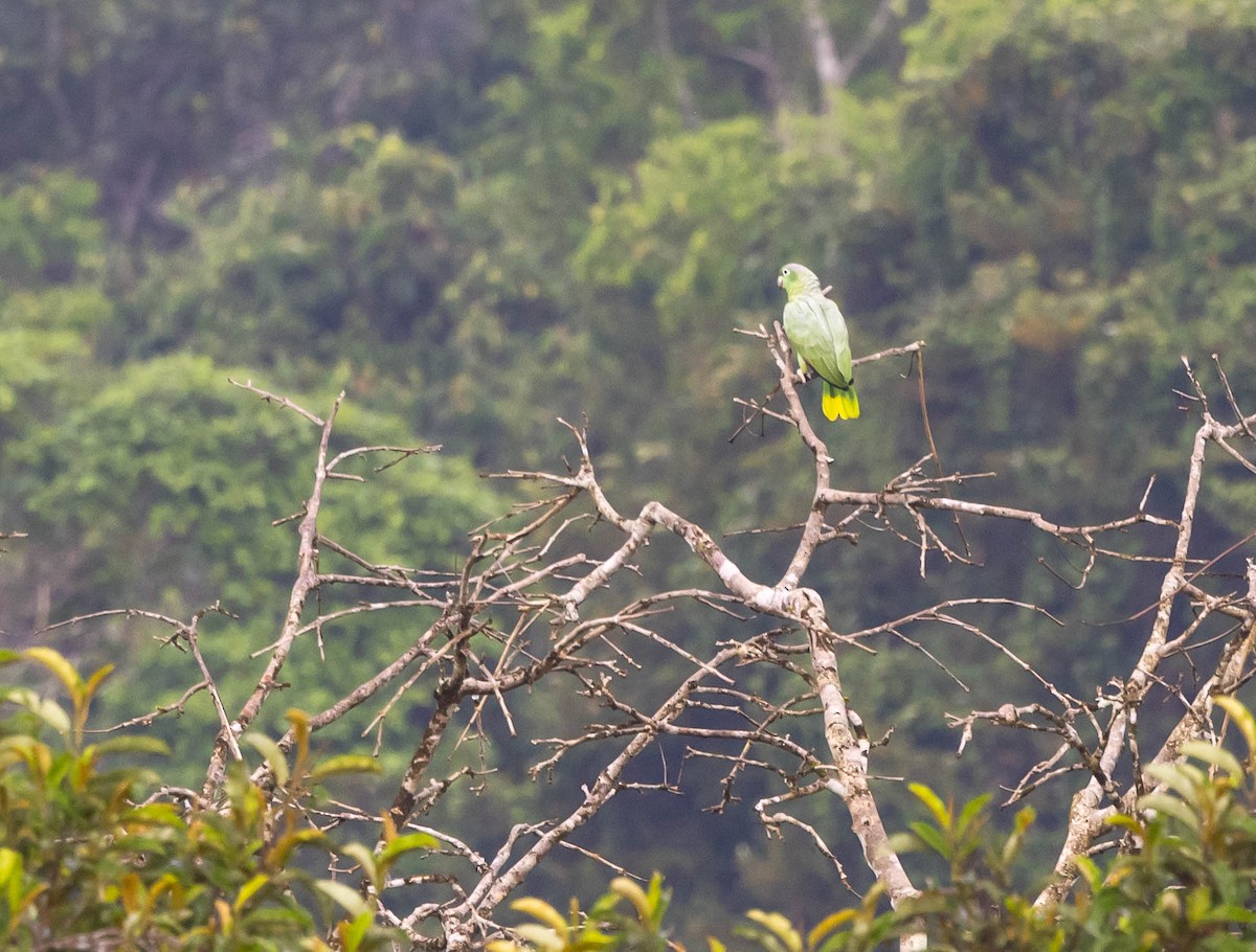 Mealy Parrot - ML623965381