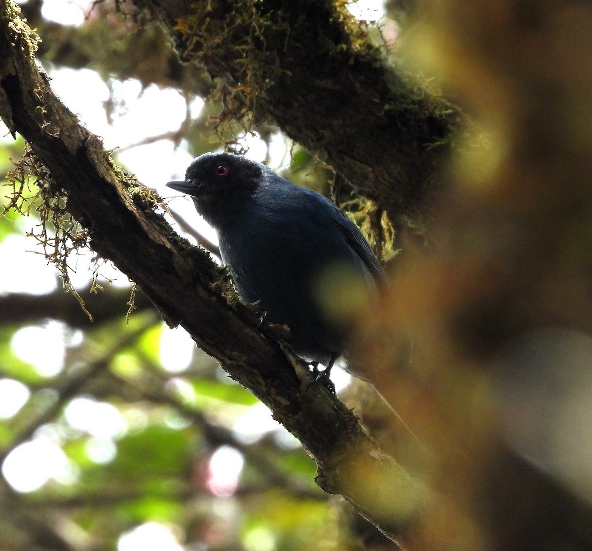 Masked Flowerpiercer - ML623965397