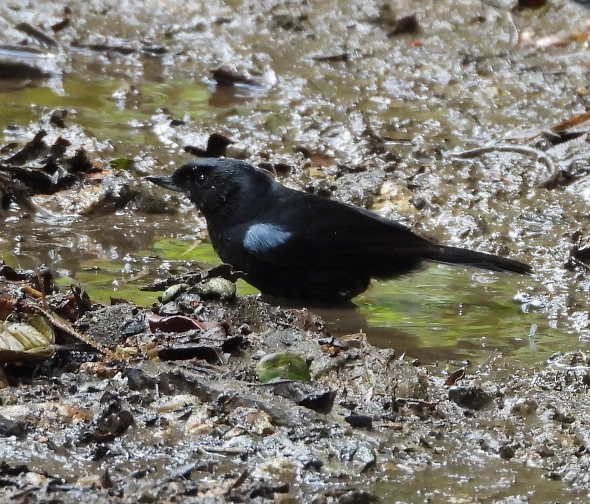 Glossy Flowerpiercer - ML623965399