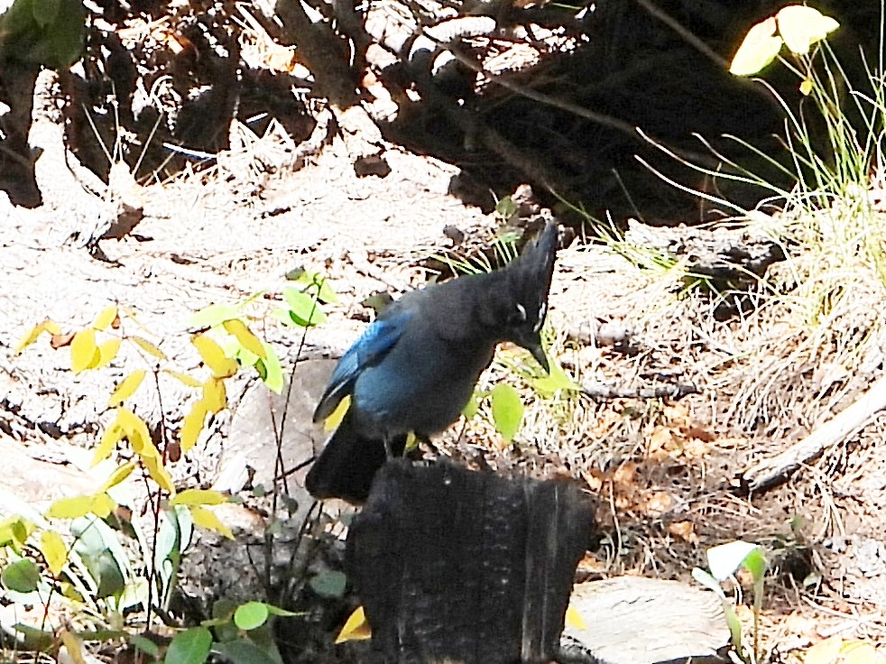 Steller's Jay - ML623965401