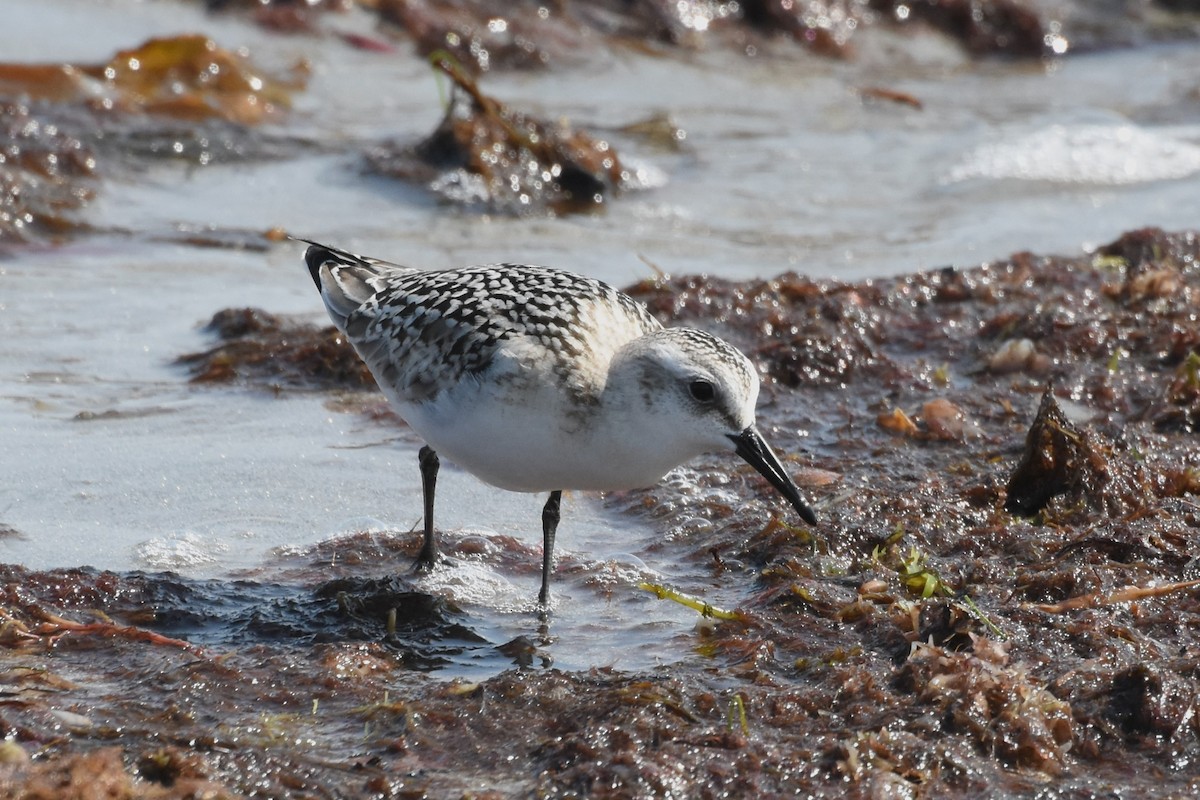 Sanderling - ML623965406