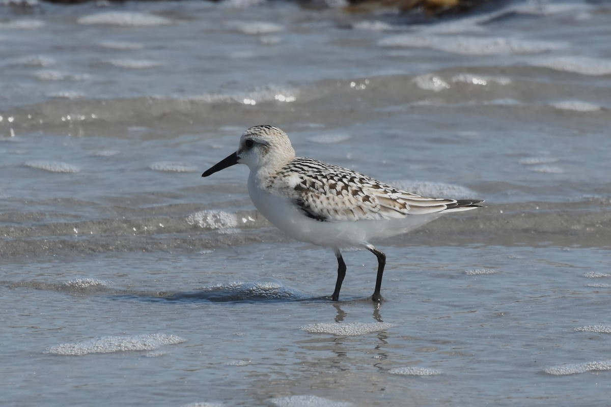 Sanderling - ML623965413