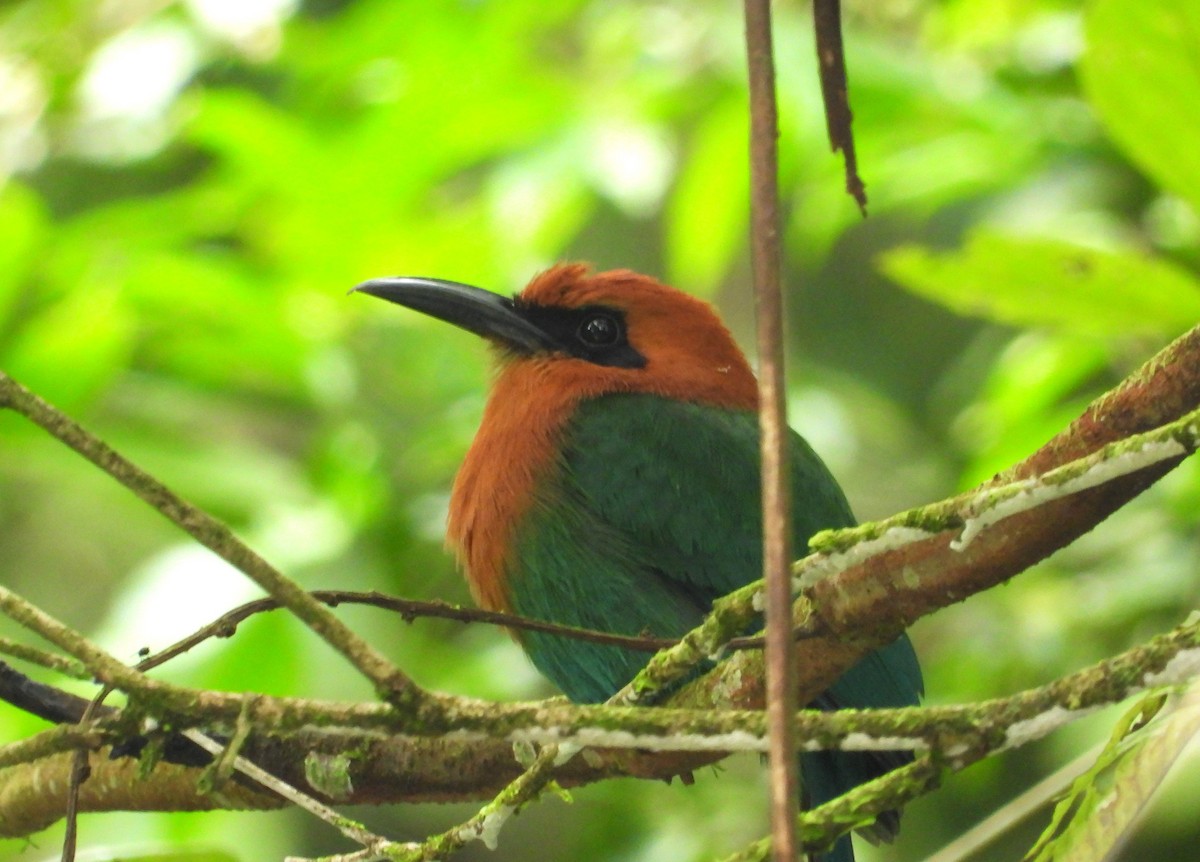 Broad-billed Motmot - ML623965417