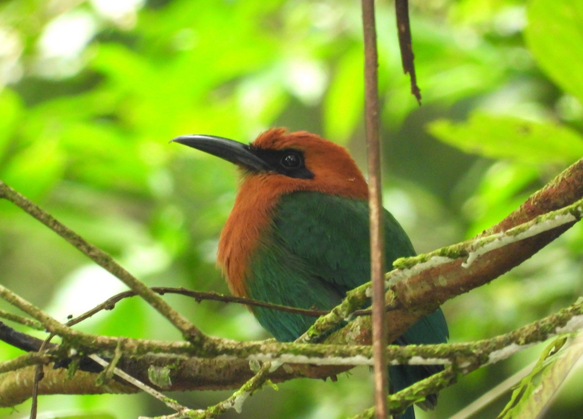 Rufous Motmot - ML623965417