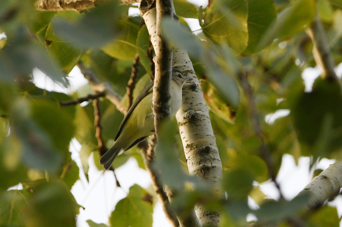 Warbling Vireo (Eastern) - ML623965430