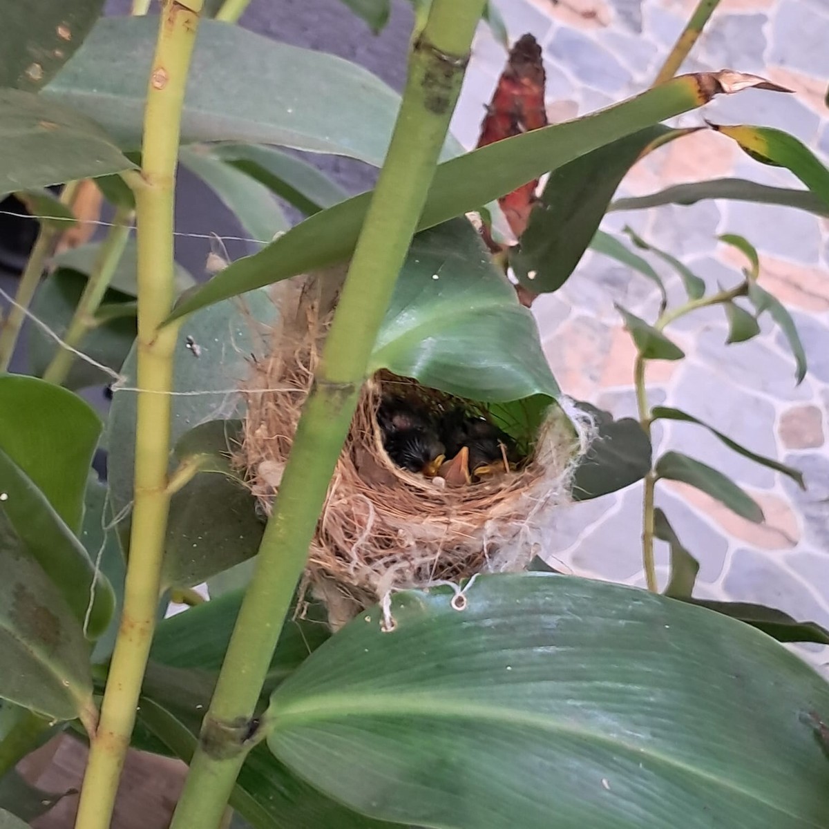 Common Tailorbird - ML623965433