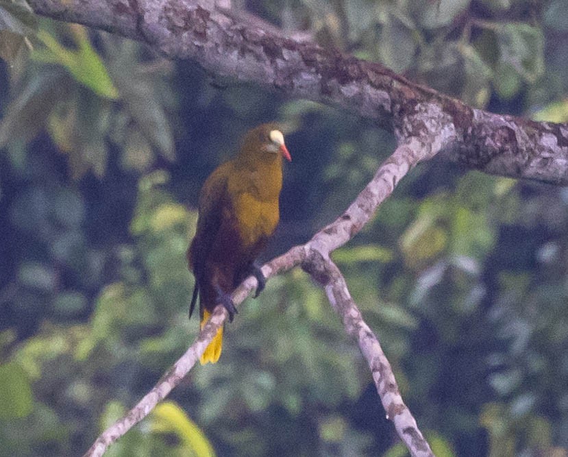 Green Oropendola - ML623965435