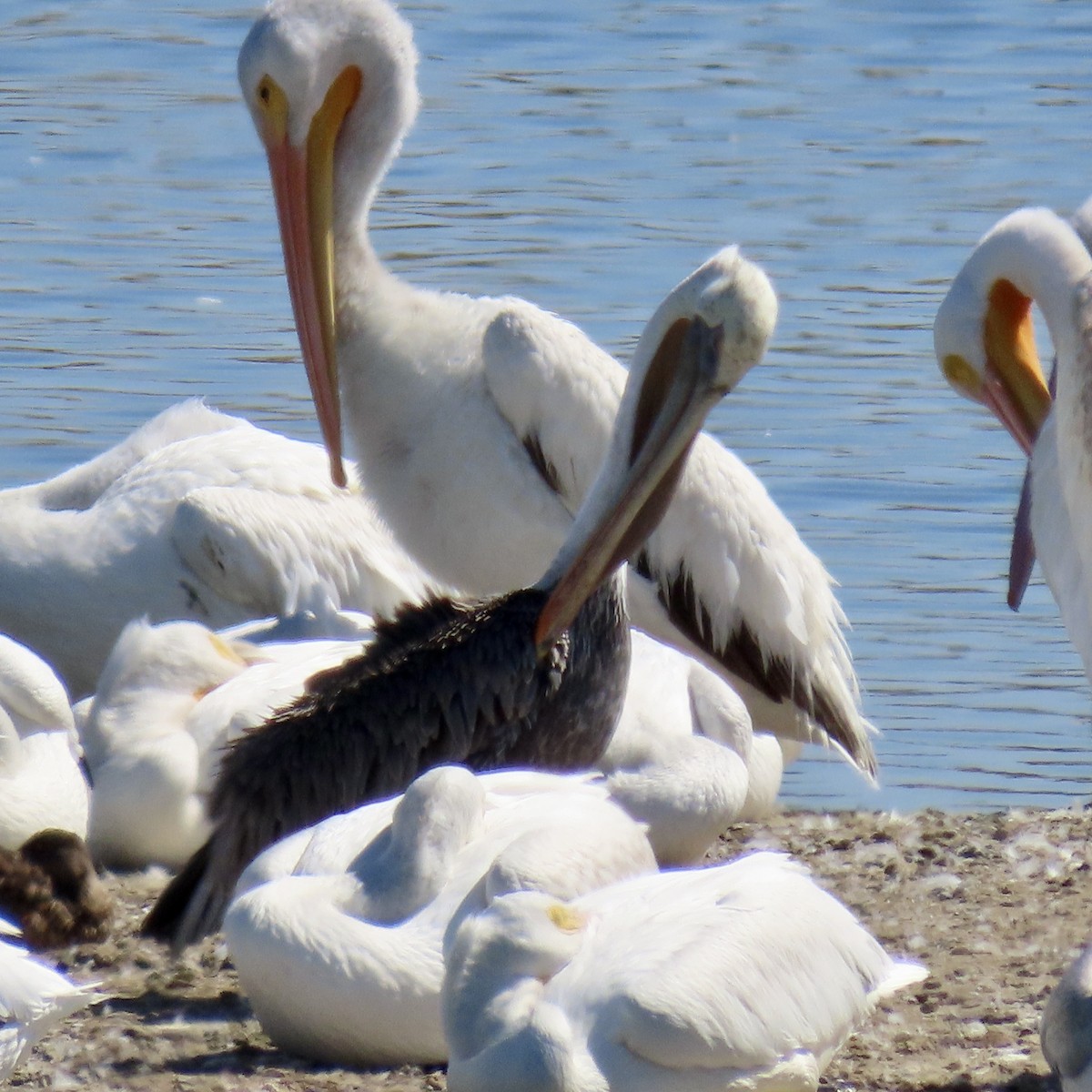 Brown Pelican - George Chrisman