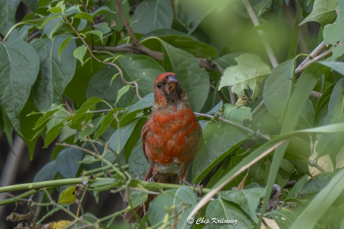 Northern Cardinal - Chip Krilowicz