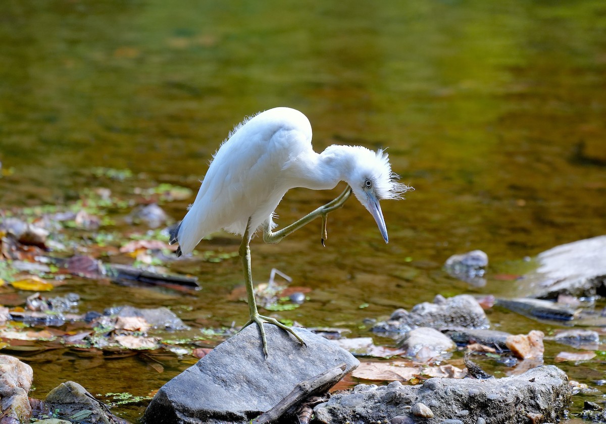 Little Blue Heron - ML623965466