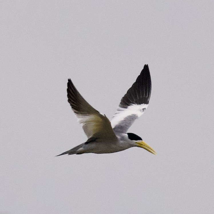 Large-billed Tern - ML623965482