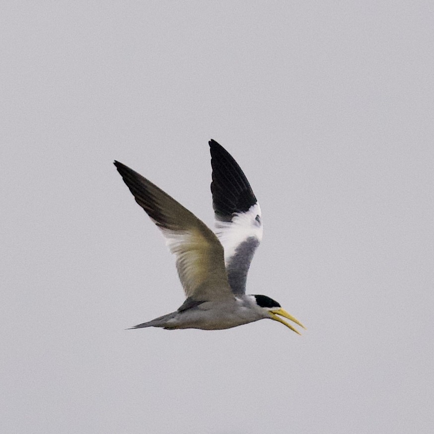 Large-billed Tern - ML623965483