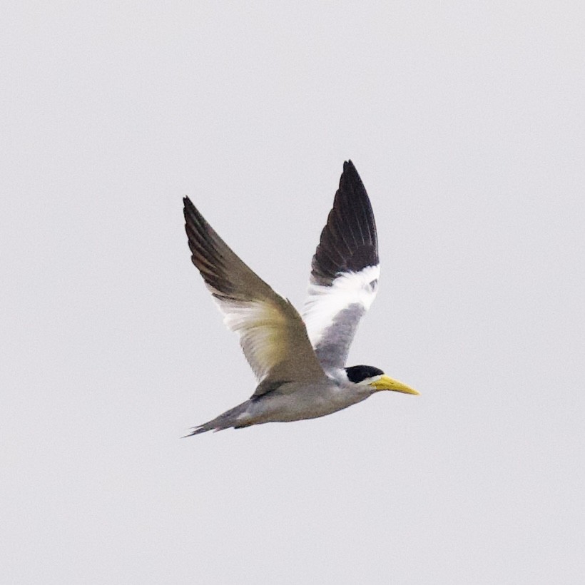 Large-billed Tern - ML623965484