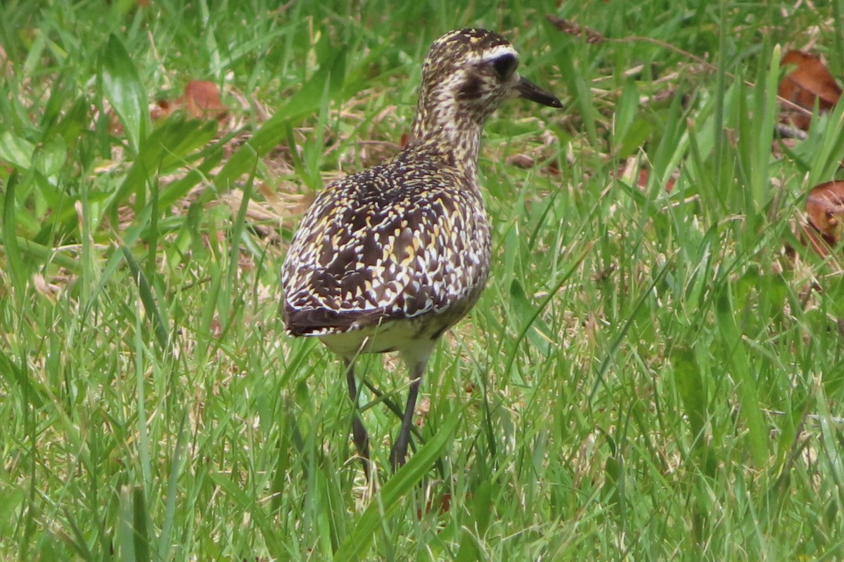 Chorlito Dorado Siberiano - ML623965491