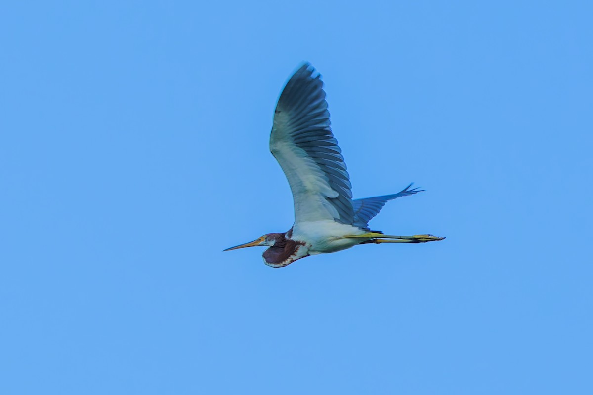 Tricolored Heron - ML623965494