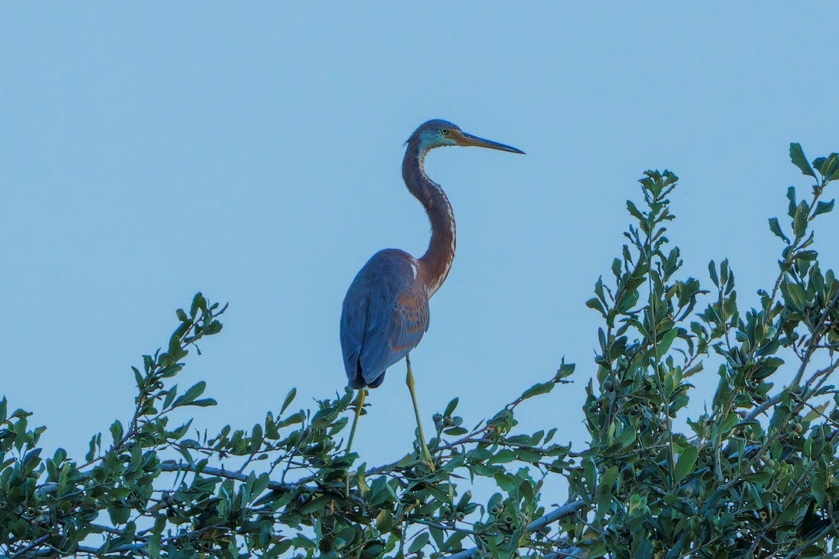 Tricolored Heron - ML623965498