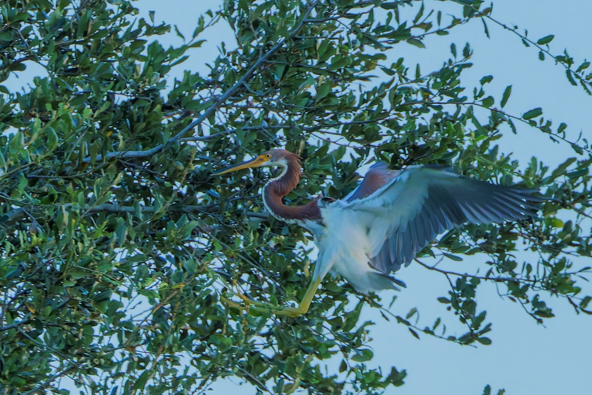 Tricolored Heron - ML623965500