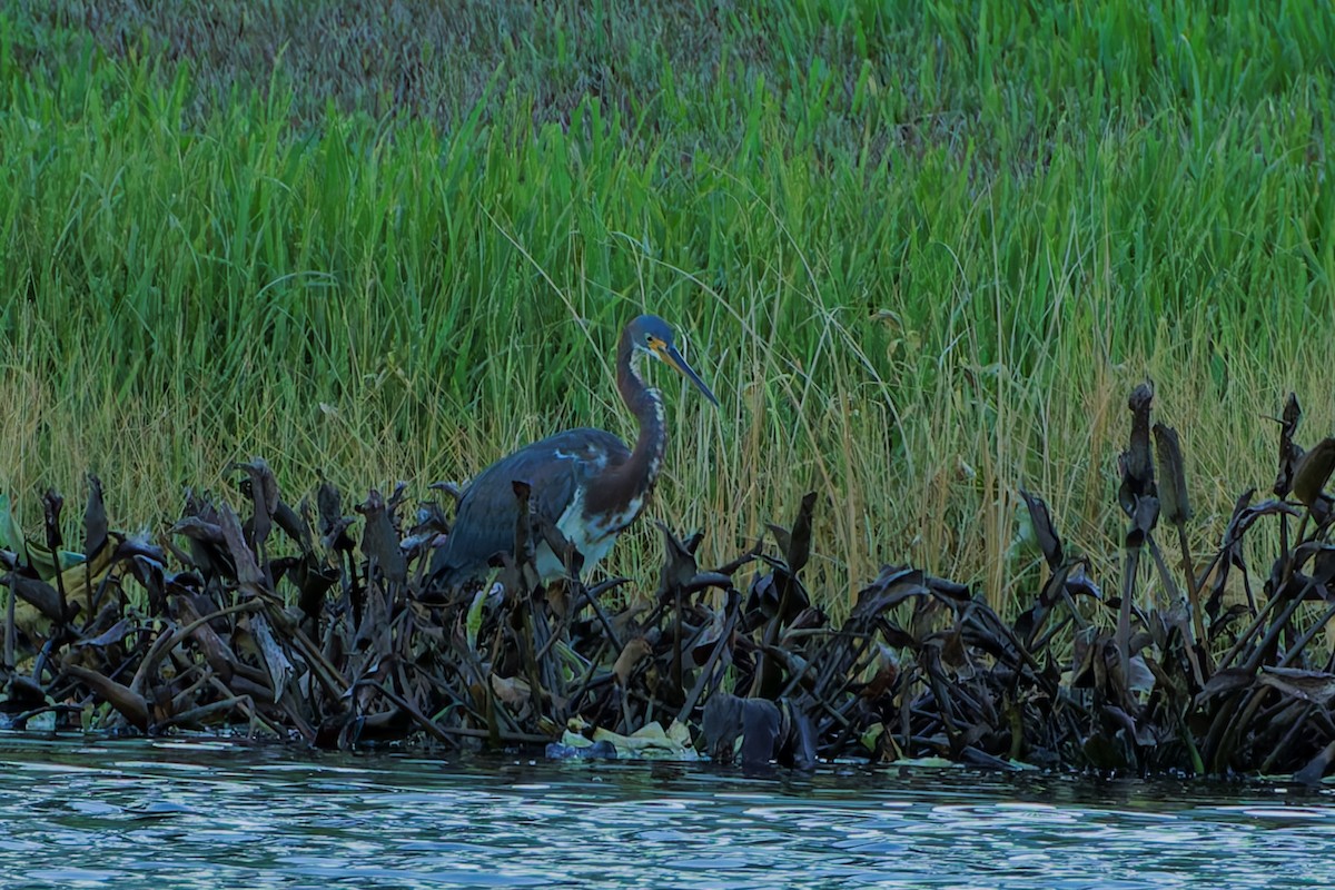 Tricolored Heron - ML623965501