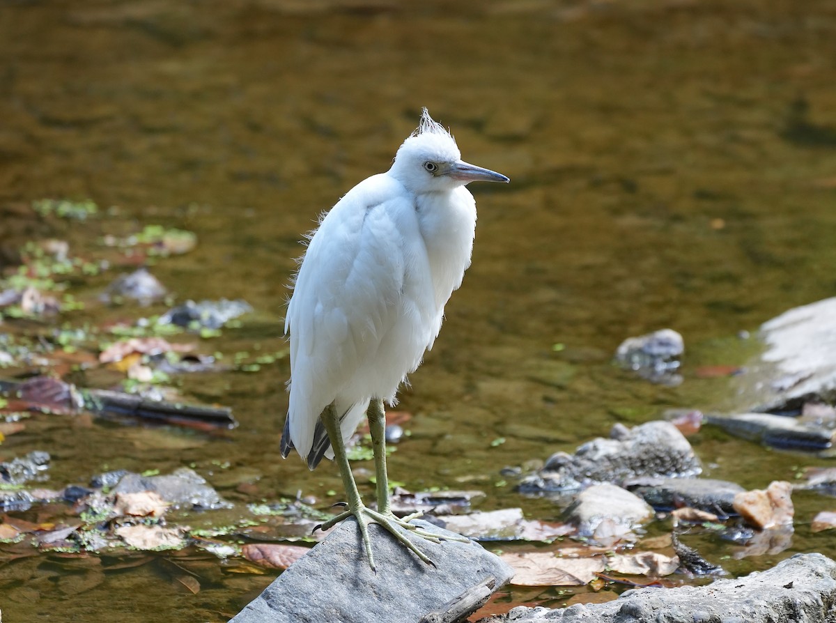 Little Blue Heron - ML623965513