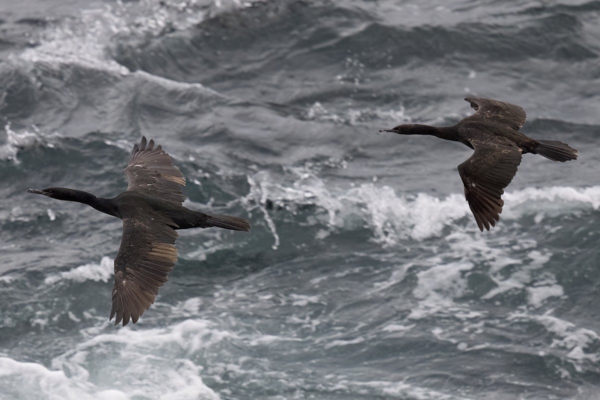 Pelagic Cormorant - ML623965515