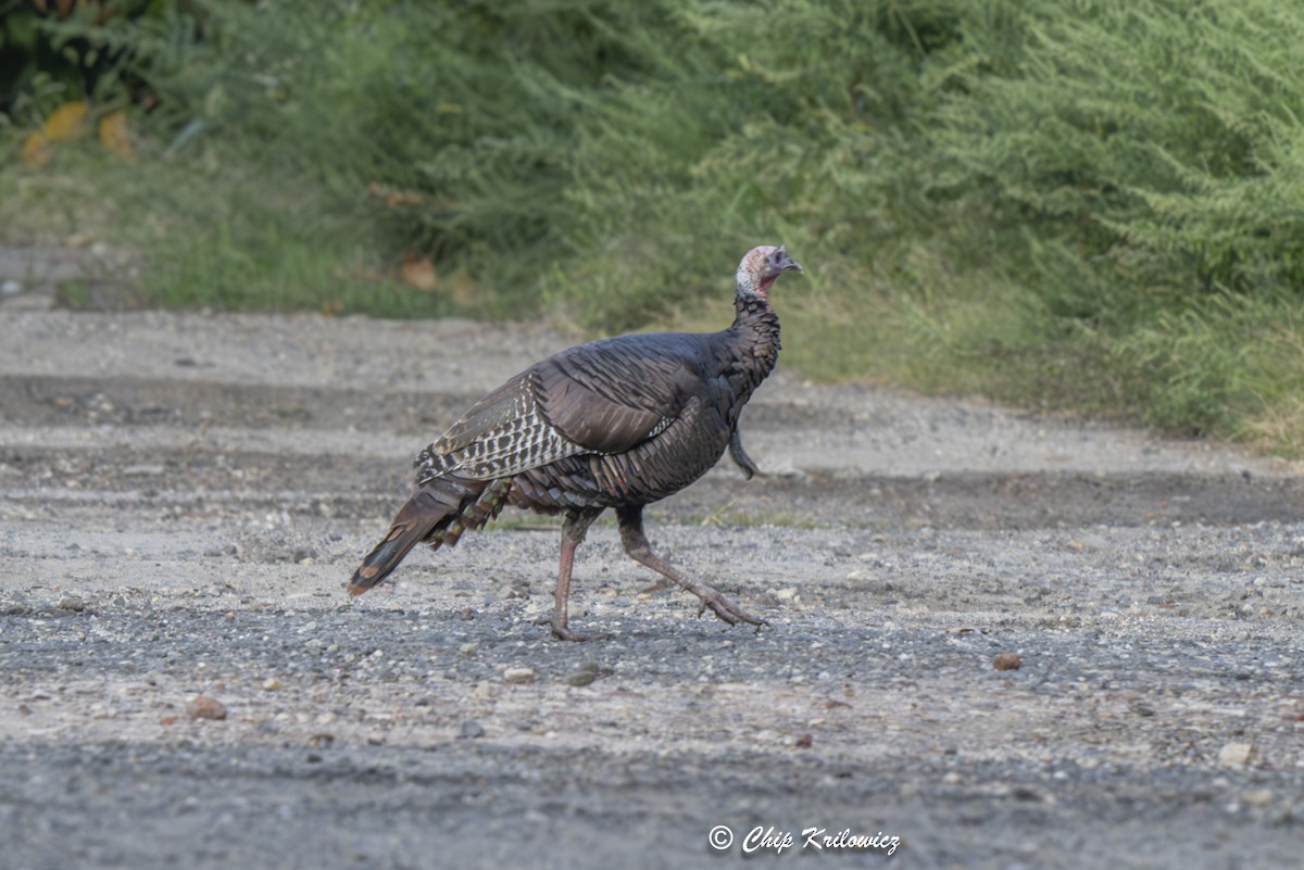 Wild Turkey - ML623965537