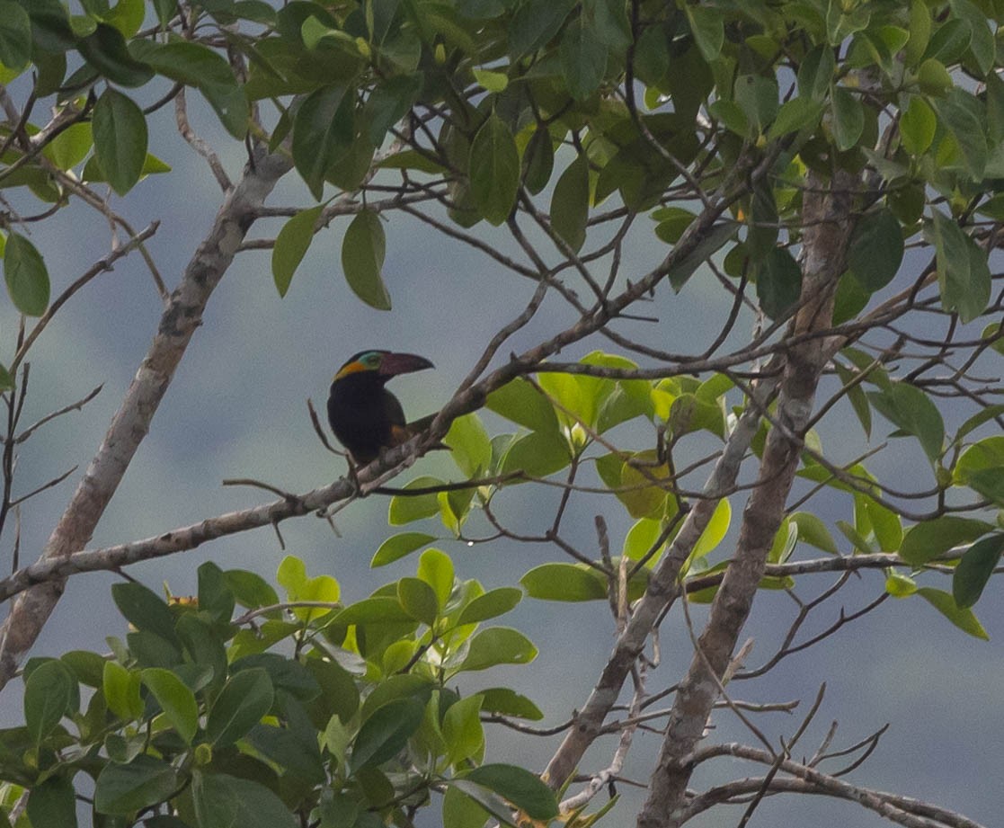 Golden-collared Toucanet - Chris George