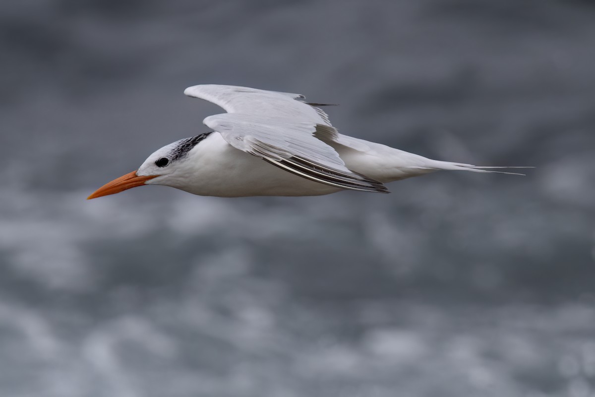 Royal Tern - ML623965548