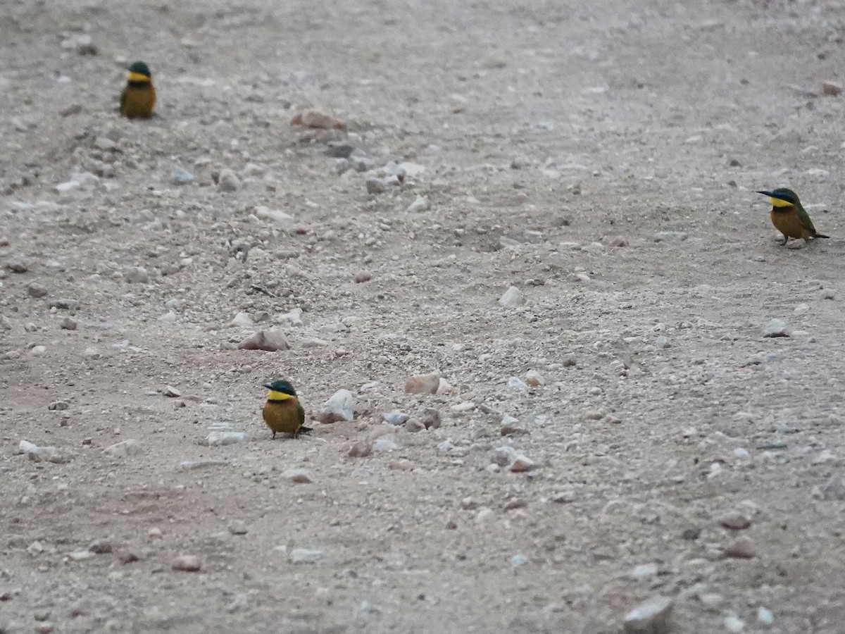 Little Bee-eater - ML623965554