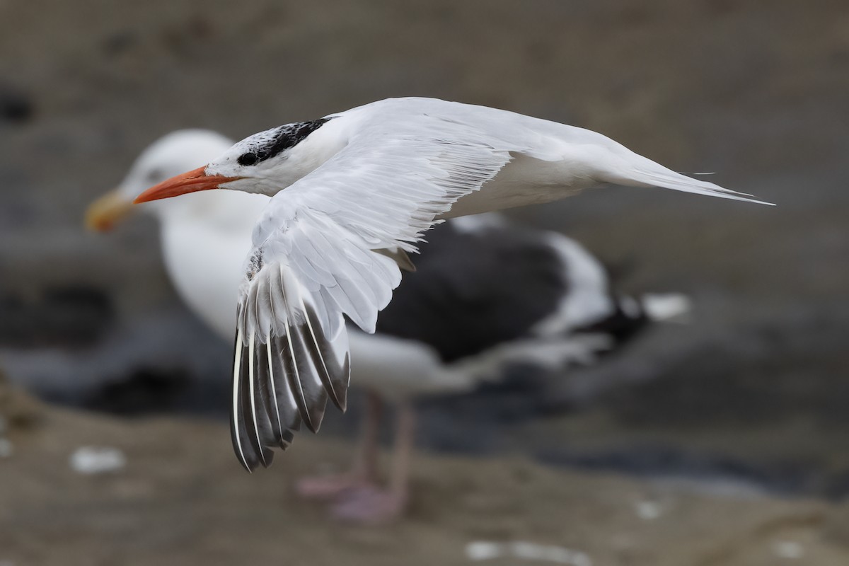 Royal Tern - ML623965559