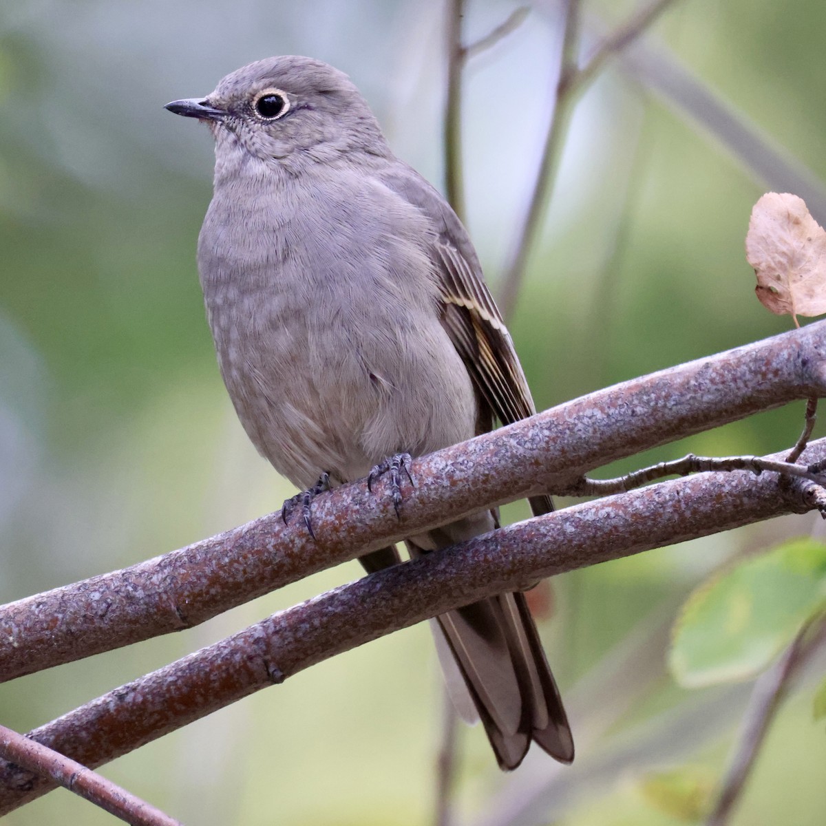 Townsend's Solitaire - ML623965561