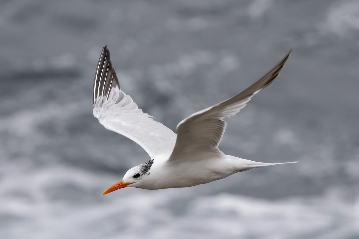 Royal Tern - ML623965562