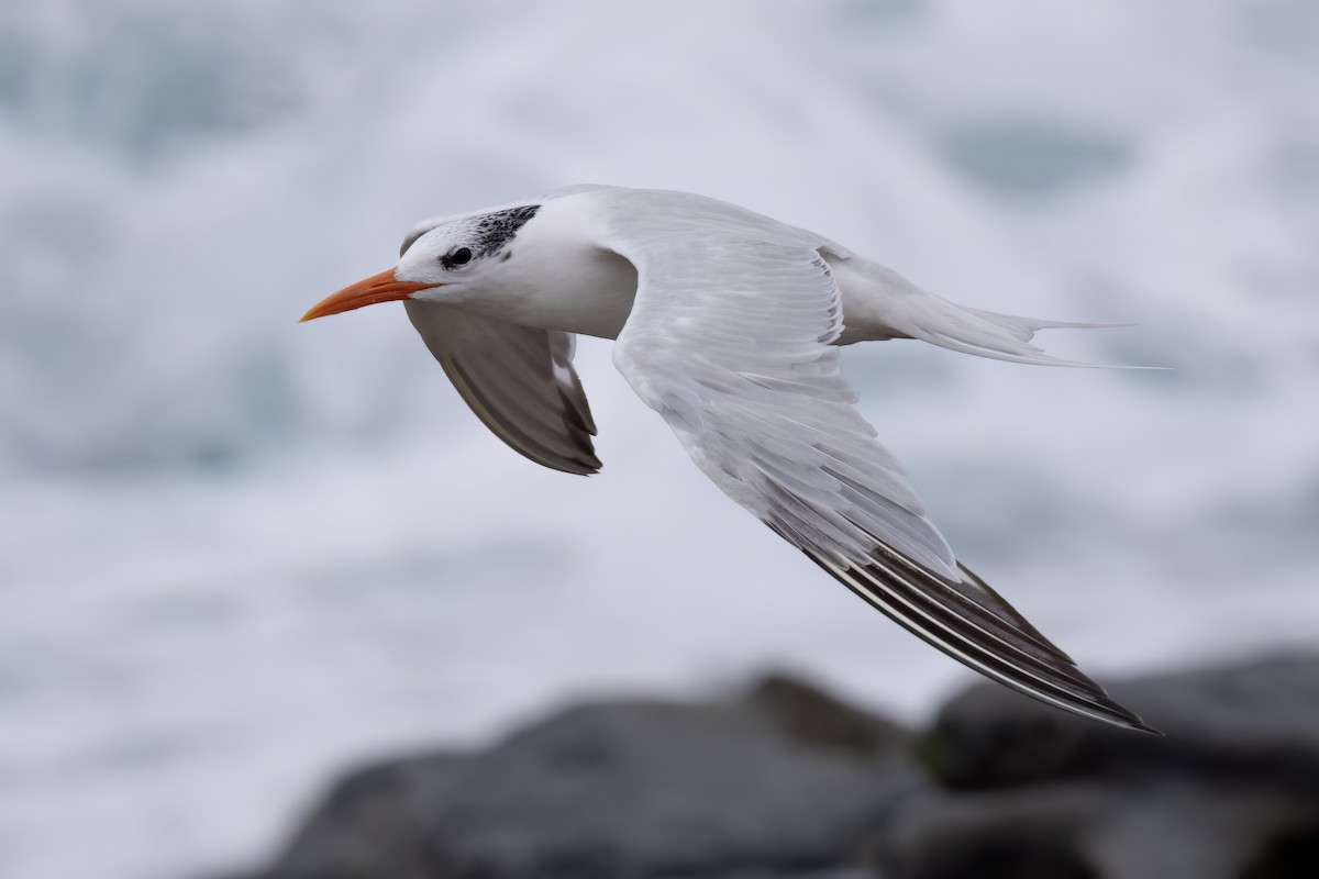 Royal Tern - ML623965563