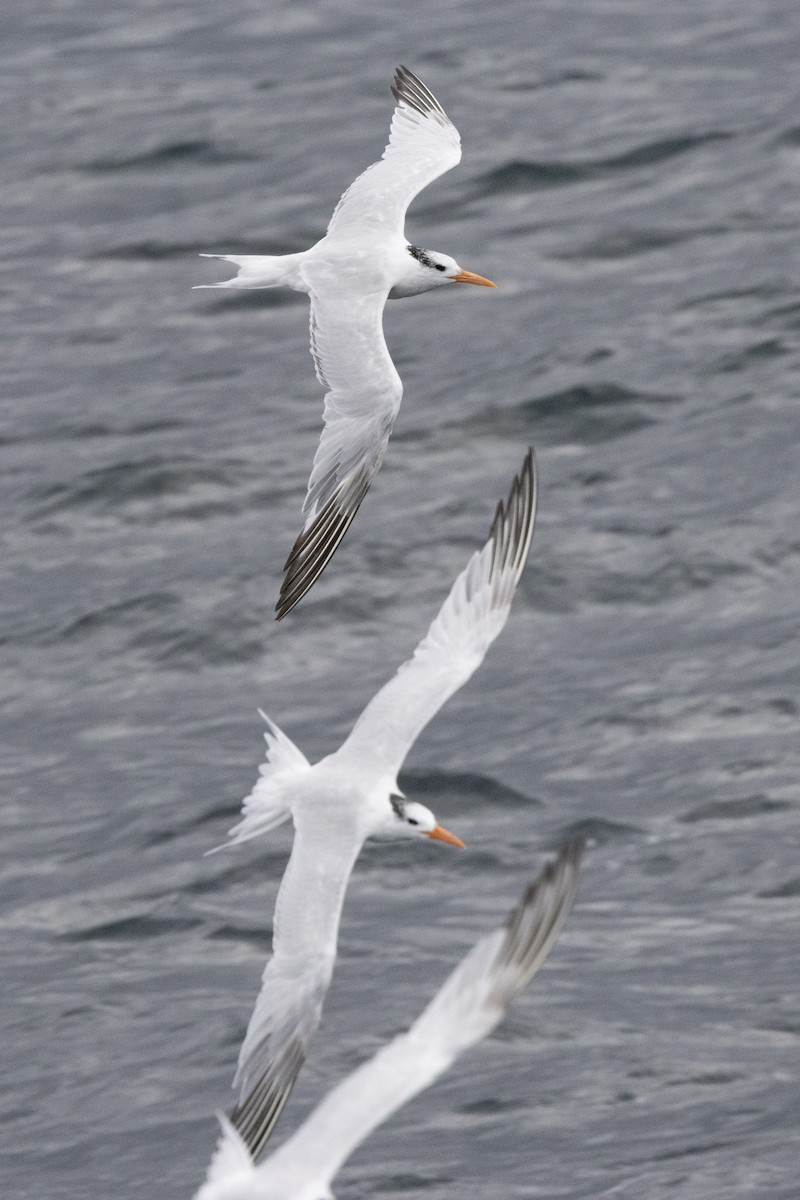 Royal Tern - ML623965569