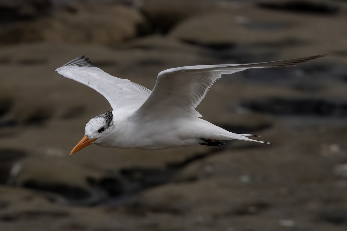 Royal Tern - ML623965573