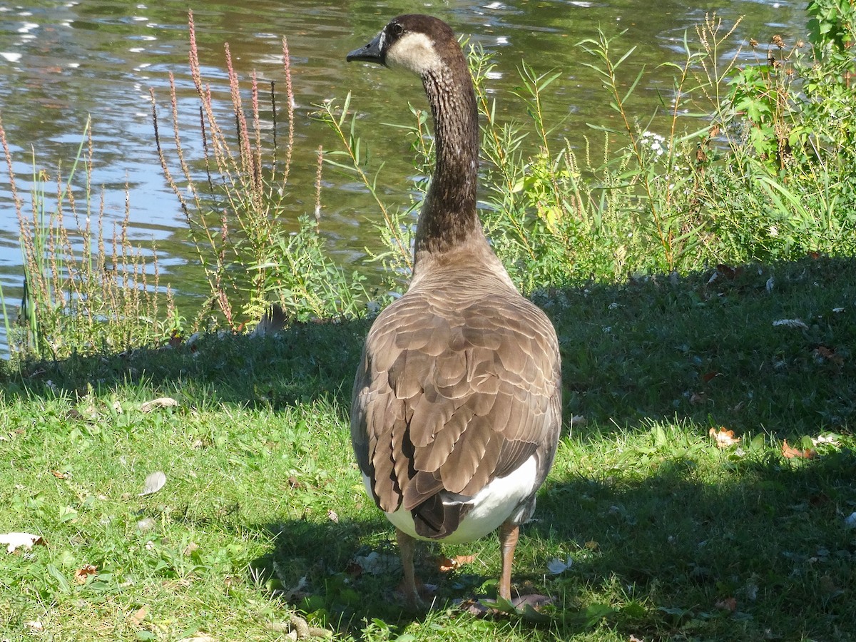 Swan Goose x Canada Goose (hybrid) - ML623965588