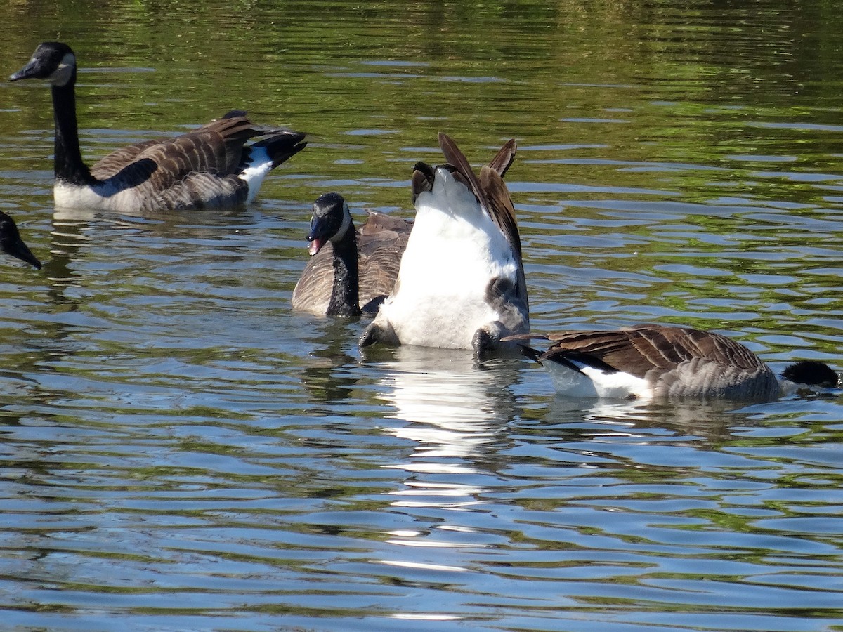 Canada Goose (moffitti/maxima) - ML623965590