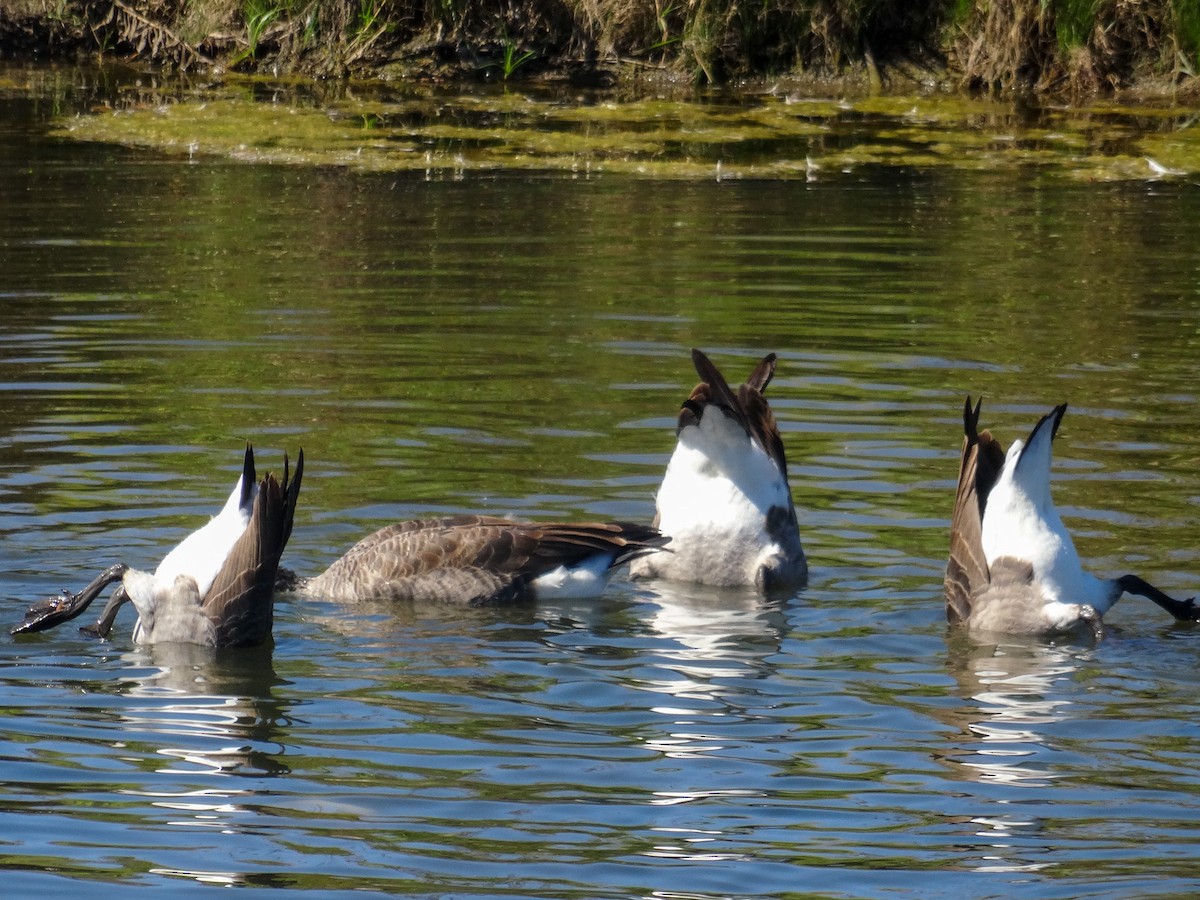 Canada Goose (moffitti/maxima) - ML623965593