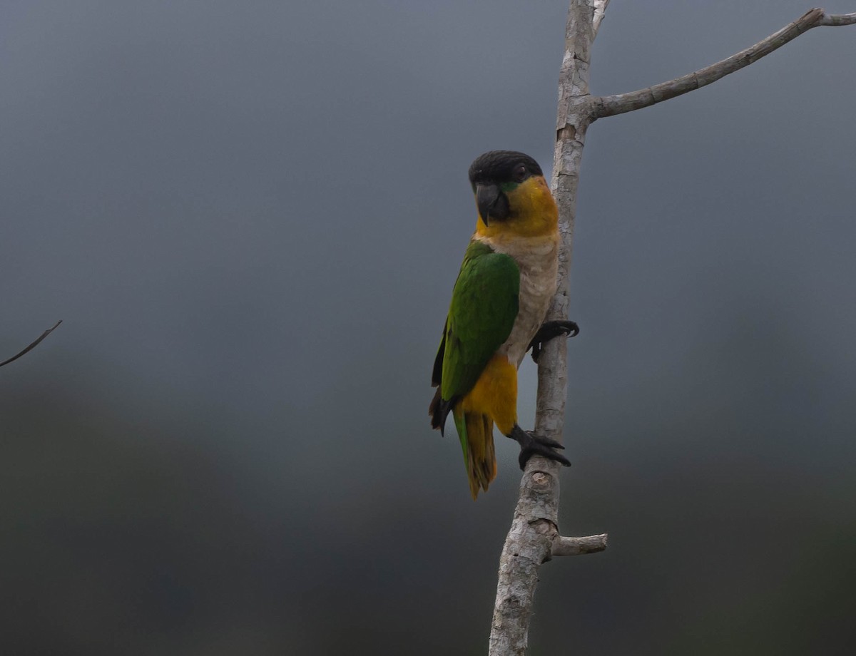 Black-headed Parrot - ML623965595