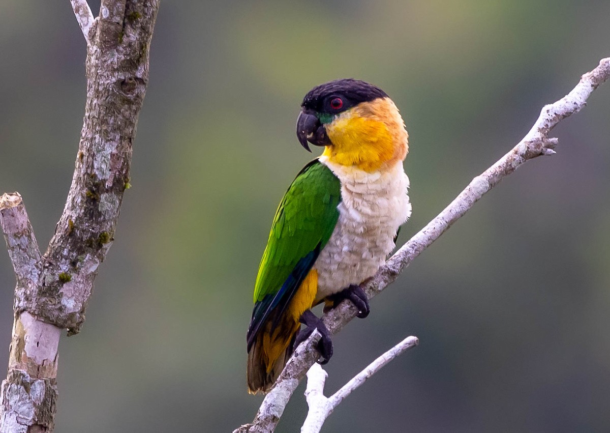 Black-headed Parrot - ML623965598