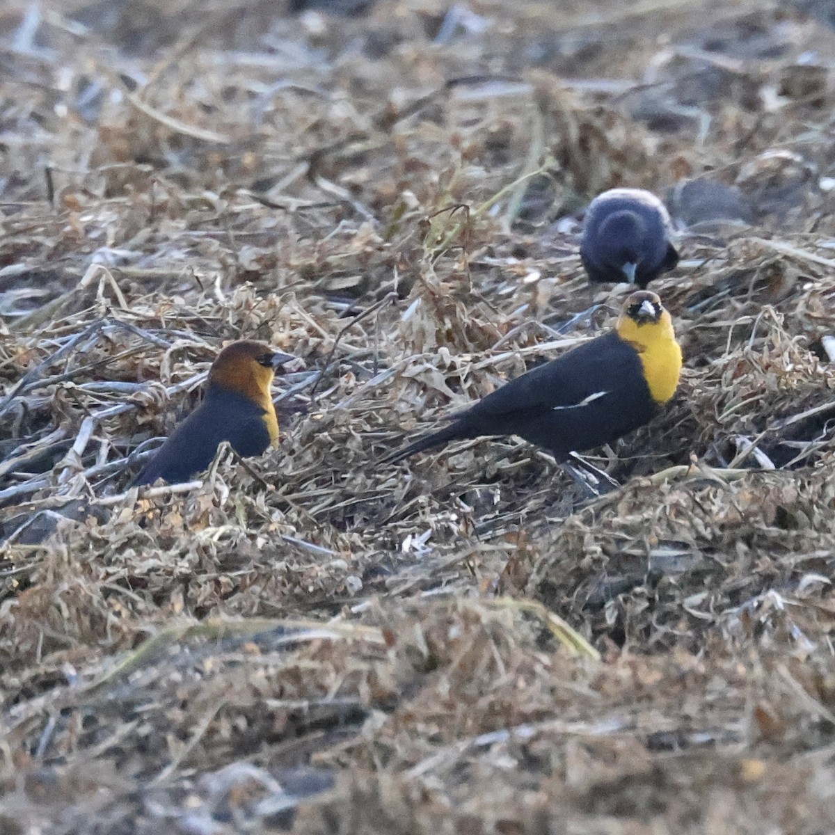 Yellow-headed Blackbird - ML623965615