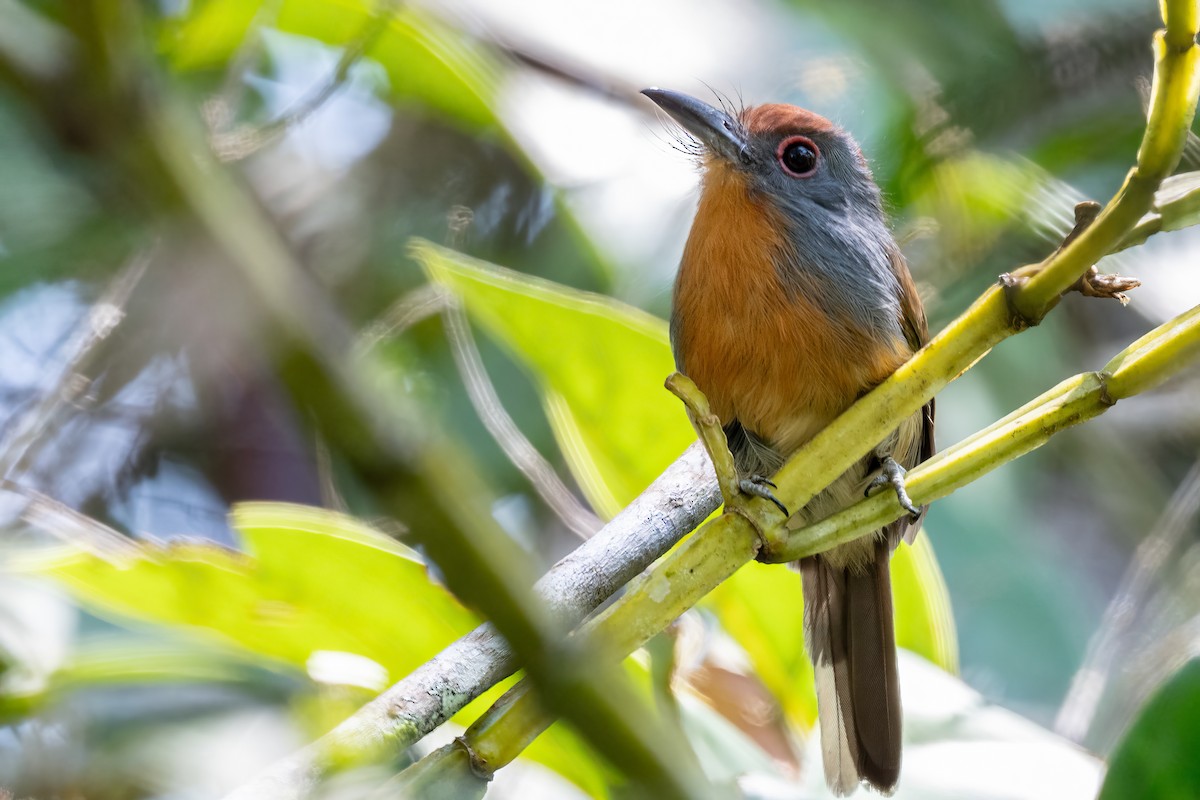 Rufous-capped Nunlet - ML623965619