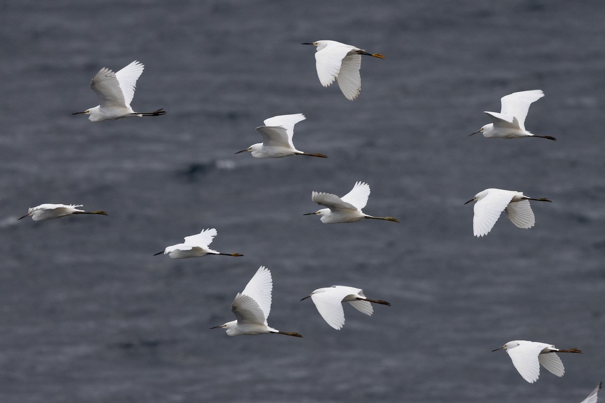 Snowy Egret - Ted Keyel