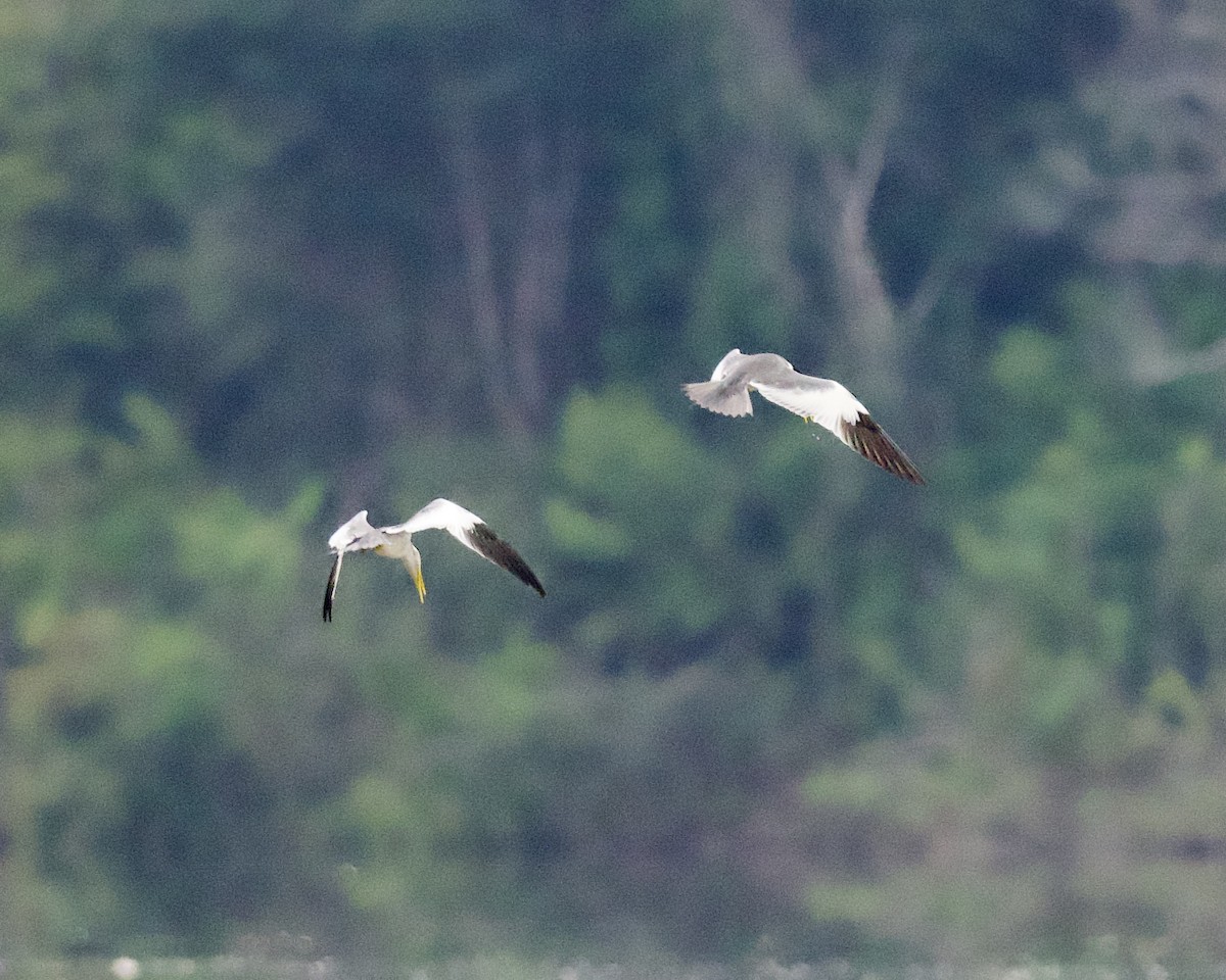 Large-billed Tern - ML623965621