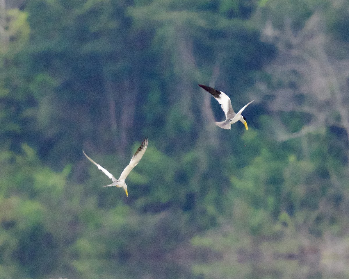 Large-billed Tern - ML623965622