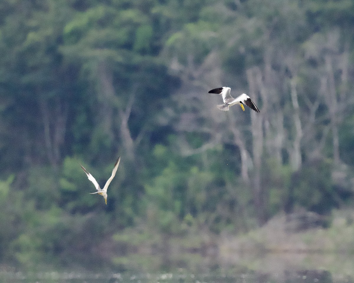 Large-billed Tern - Peder Svingen