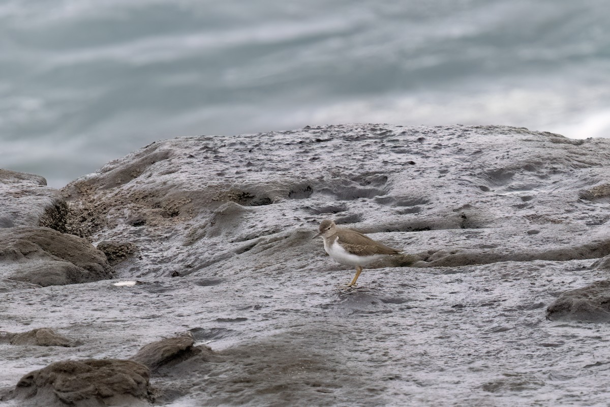 Spotted Sandpiper - ML623965627