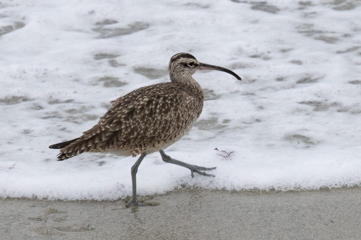 Whimbrel - Ted Keyel