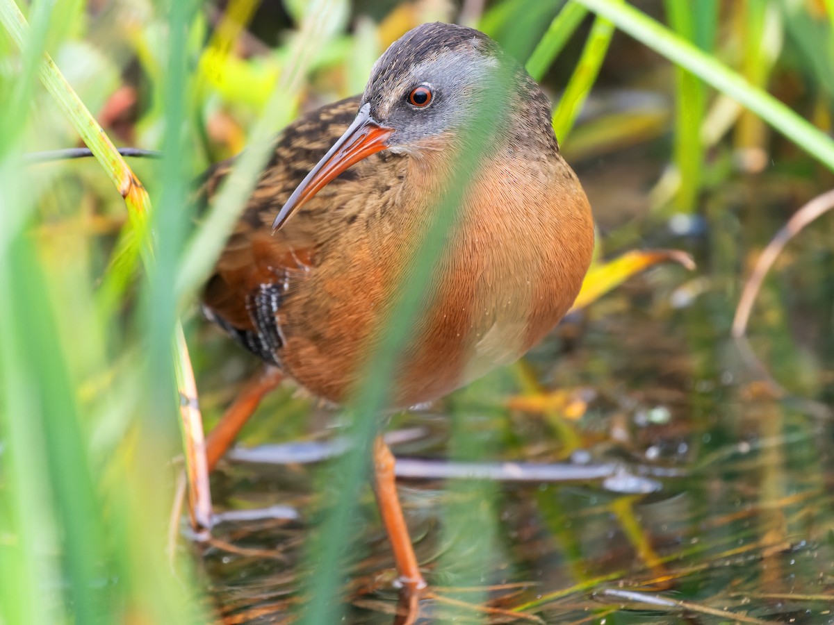 Virginia Rail - ML623965636