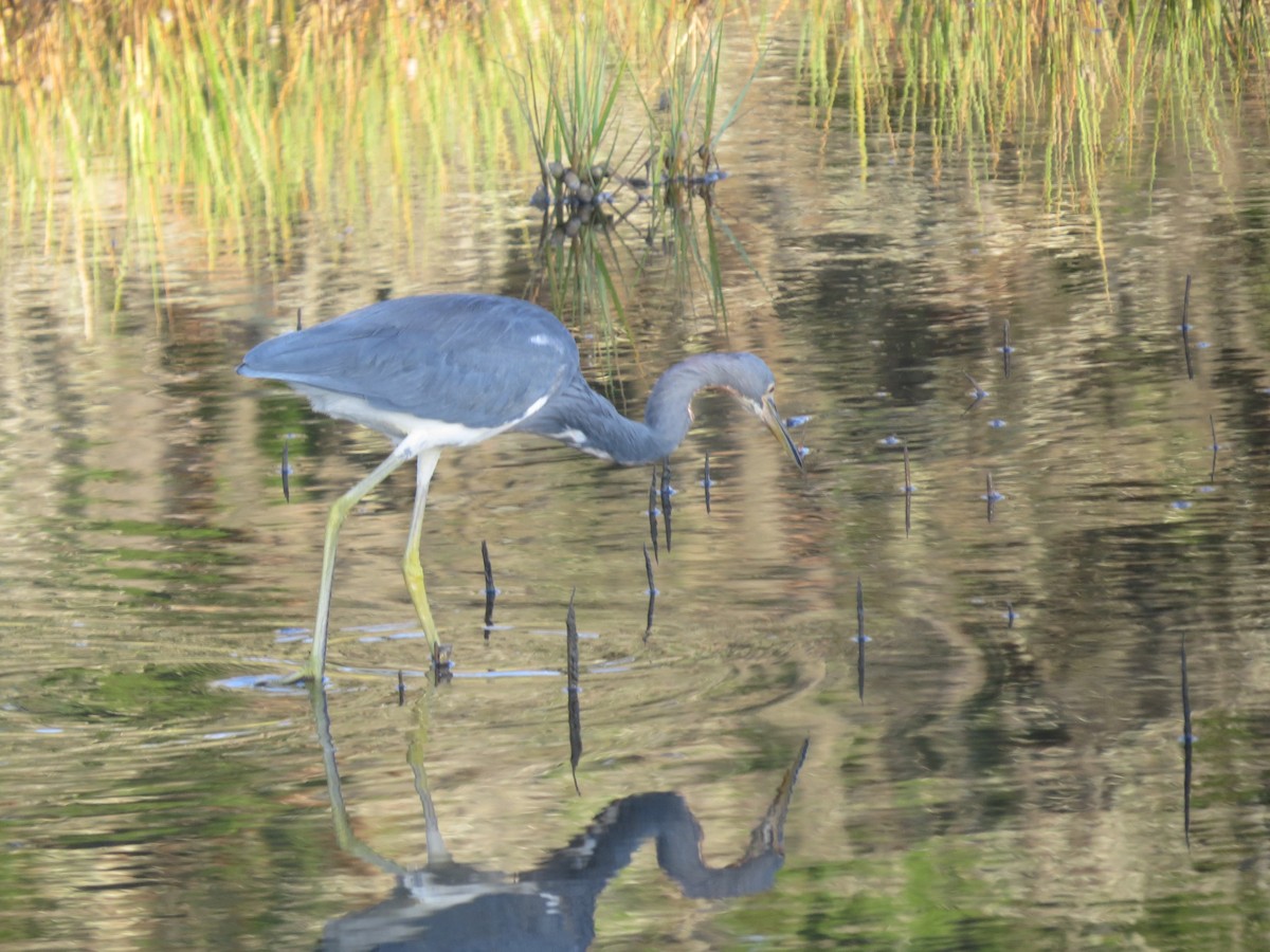 Tricolored Heron - Ethan Maynard