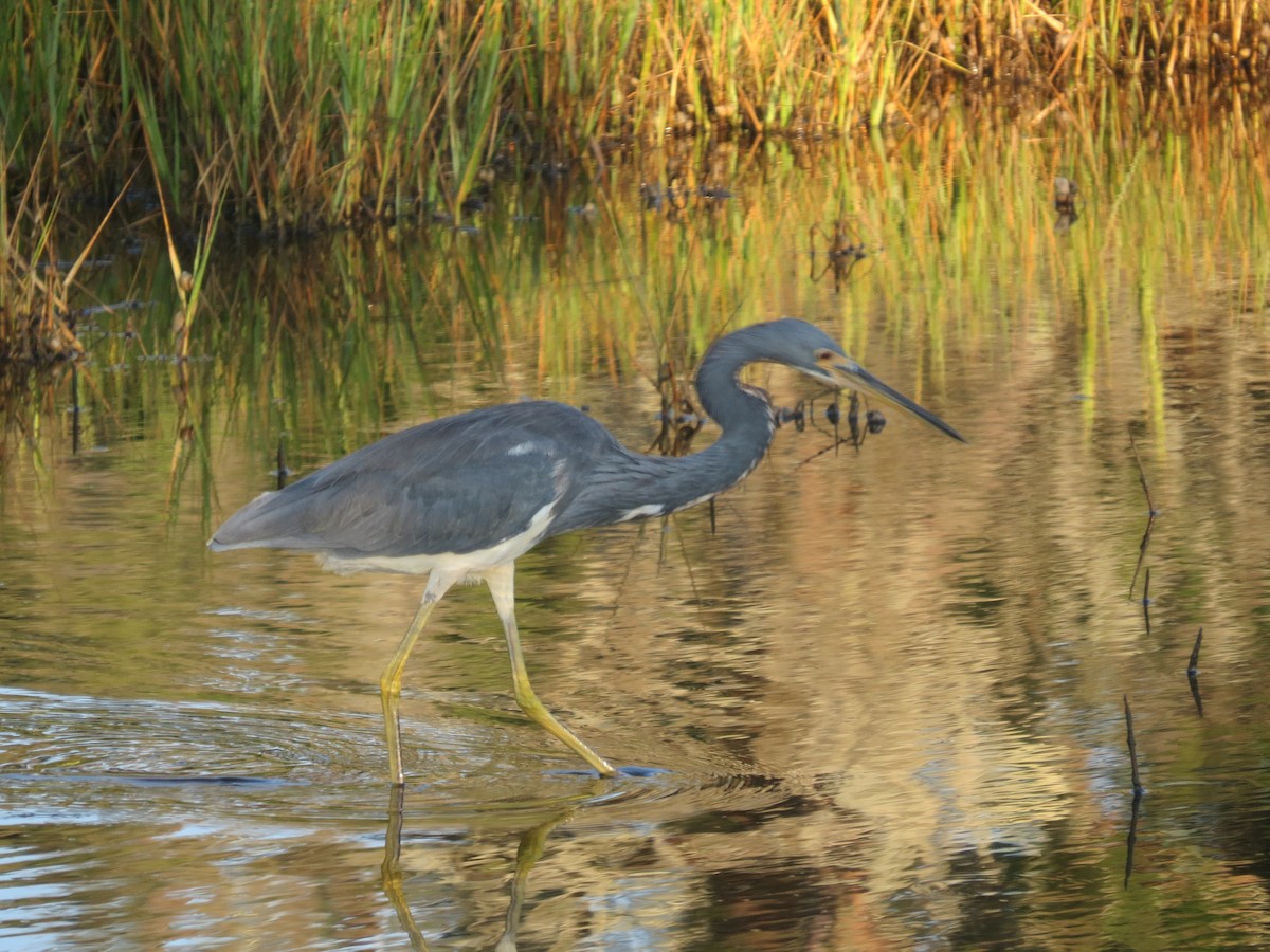 Tricolored Heron - ML623965643